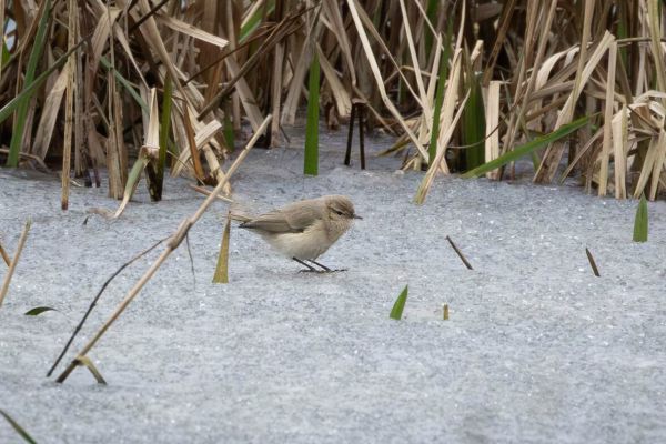Siberian Chiffchaff