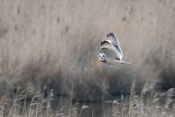 Short-eared Owl