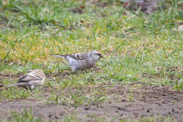 Arctic Redpoll