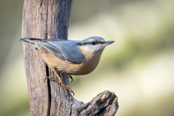 Eurasian Nuthatch