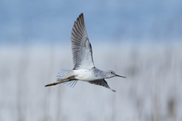 Marsh Sandpiper
