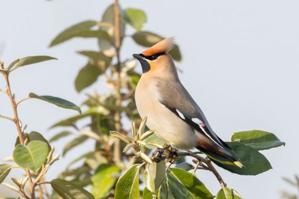 Bohemian Waxwing