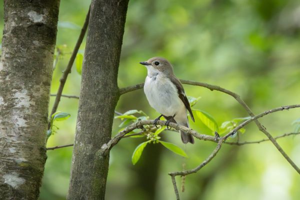 European Pied Flycatcher