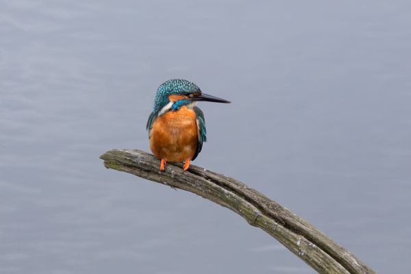 Common Kingfisher
