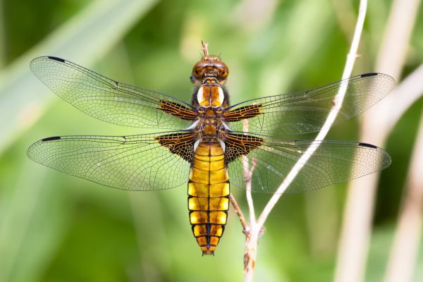Broad-bodied Chaser