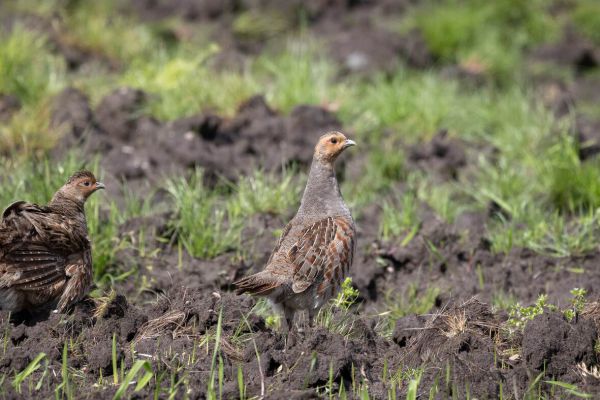 Grey Partridge
