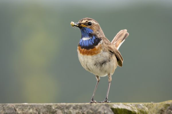 Bluethroat