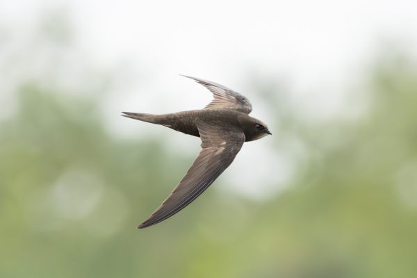 Common Swift