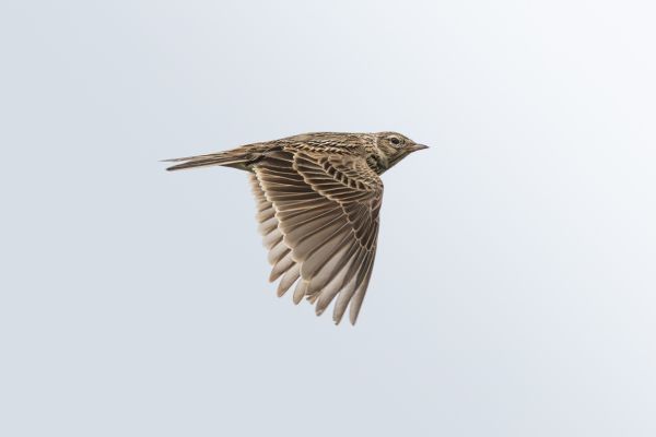 Eurasian Skylark