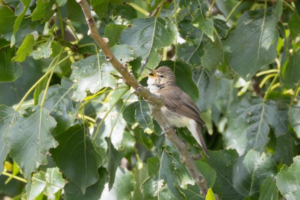 Blyth's Reed Warbler
