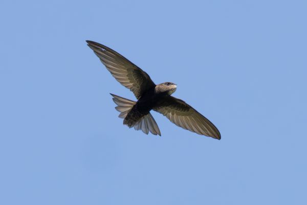 Common Swift