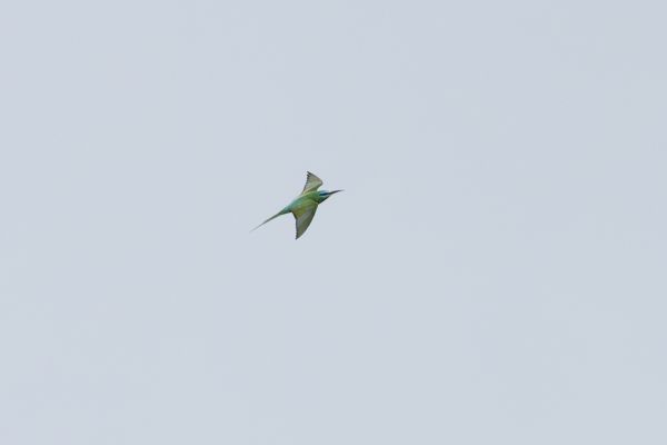 Blue-cheeked Bee-eater