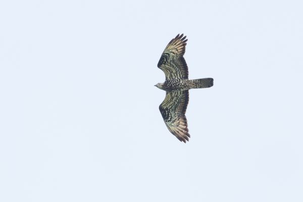 European Honey Buzzard