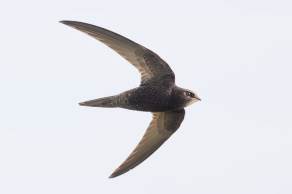 Common Swift