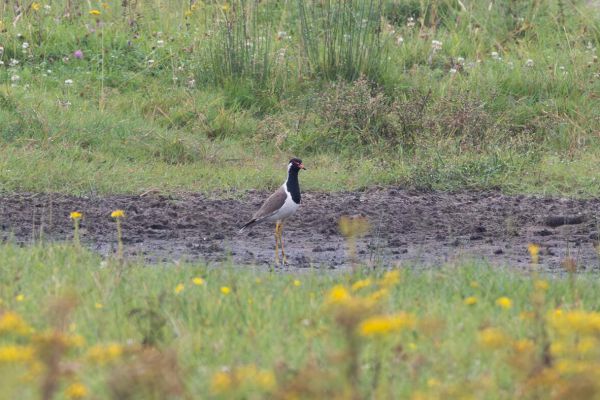 Red-wattled Lapwing