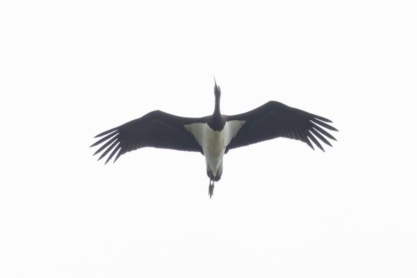 Black Stork