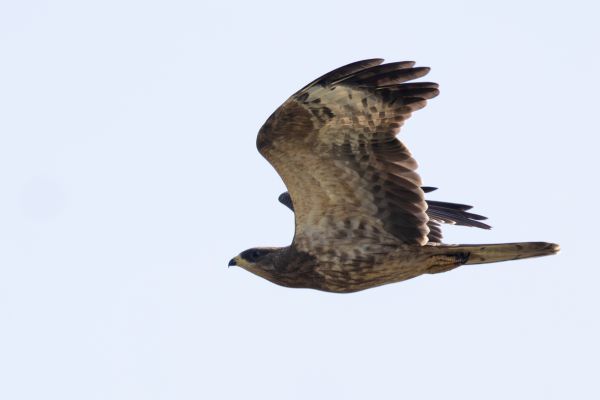 European Honey Buzzard