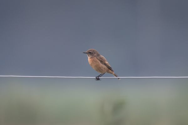 European Stonechat