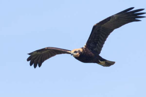Western Marsh Harrier