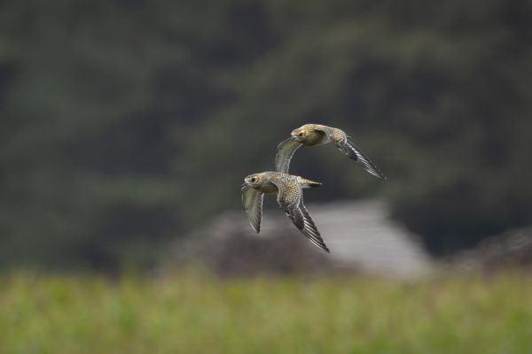 European Golden Plover