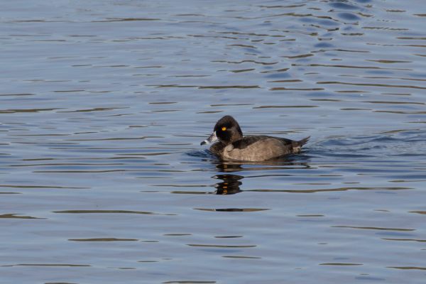 Ring-necked Duck