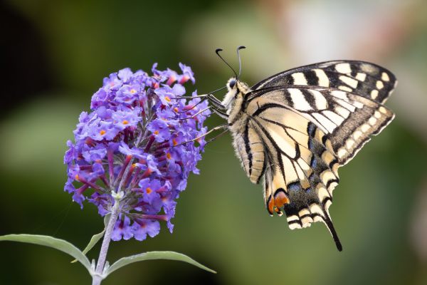 Swallowtail