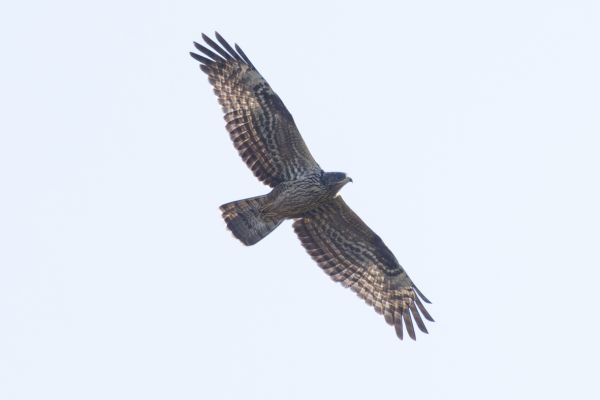 European Honey Buzzard