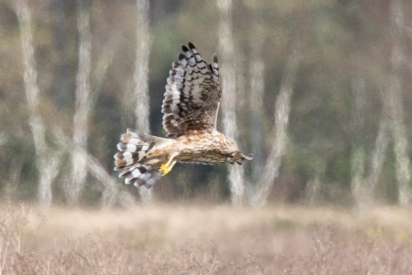 Hen Harrier