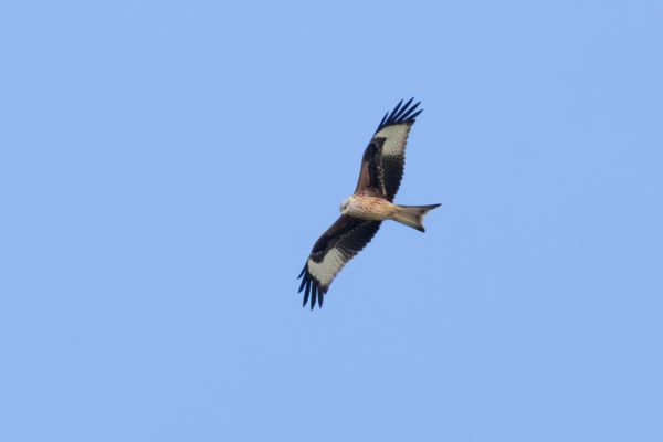 Red Kite