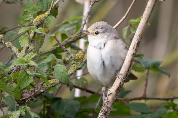 Barred Warbler