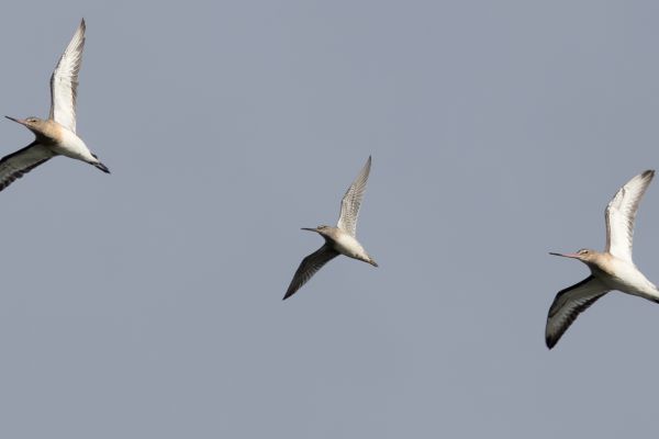 Long-billed Dowitcher