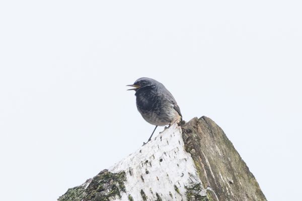 Black Redstart