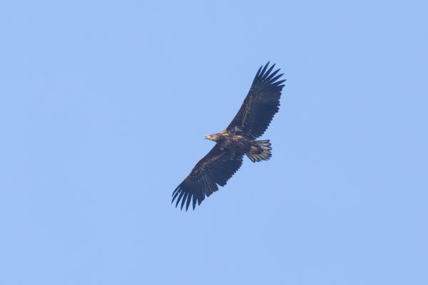 White-tailed Eagle