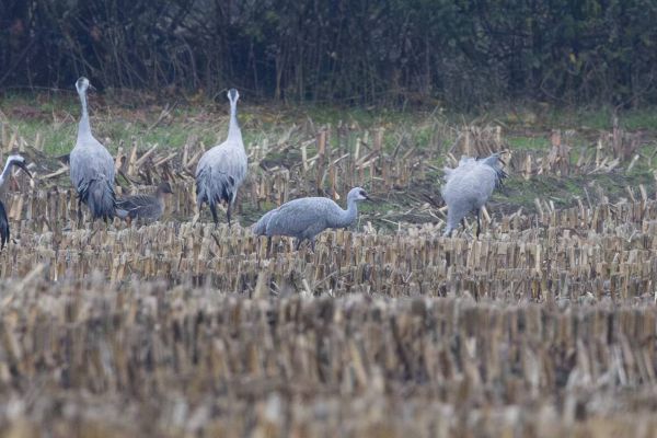 Sandhill Crane