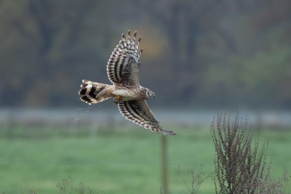 Hen Harrier