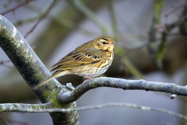 Olive-backed Pipit