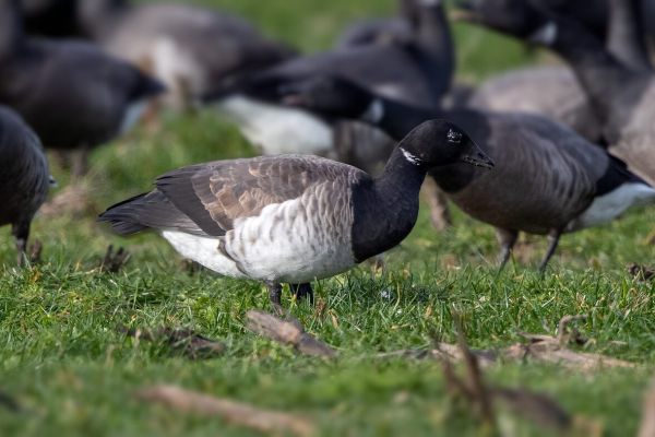 Light-bellied Brent Goose