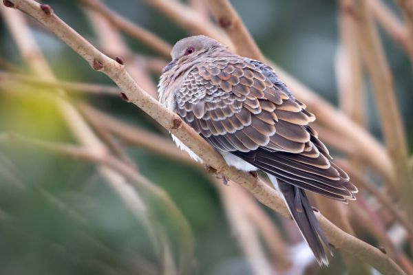 Oriental Turtle Dove
