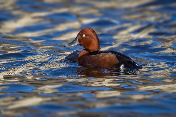 Ferruginous Duck