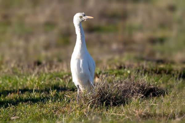 Western Cattle Egret