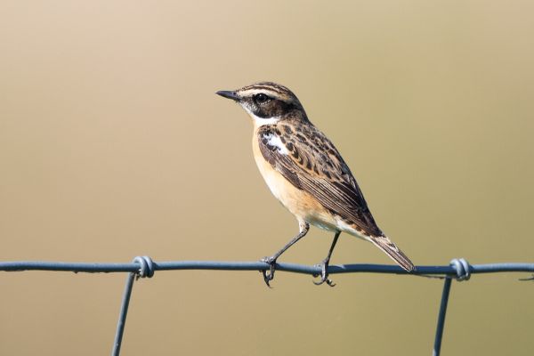 Whinchat