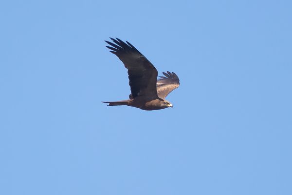 Black Kite