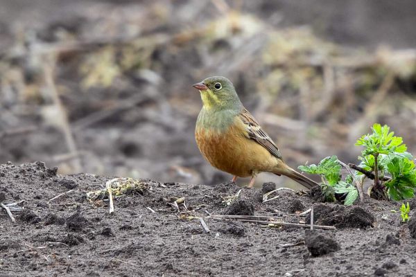 Ortolan Bunting