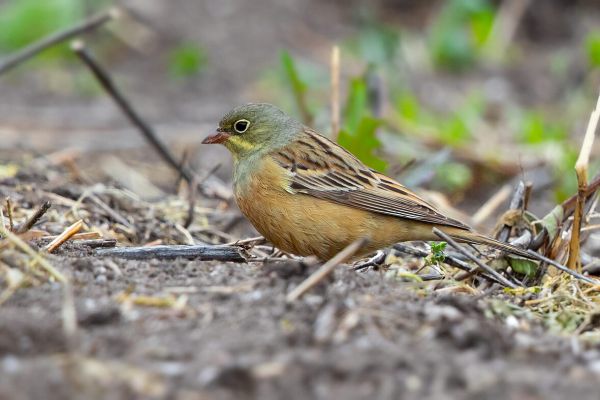 Ortolan Bunting