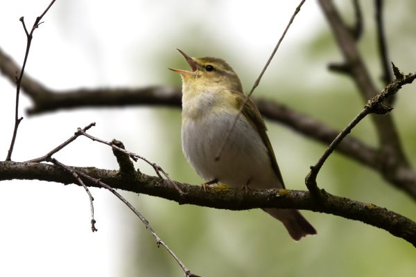 Wood Warbler