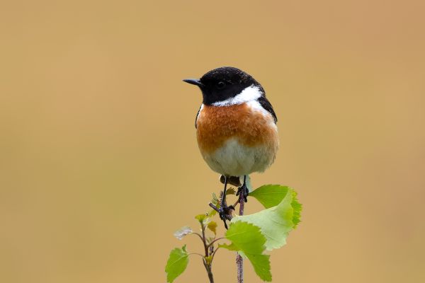 European Stonechat