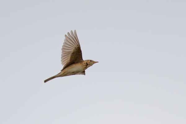 Richard's Pipit
