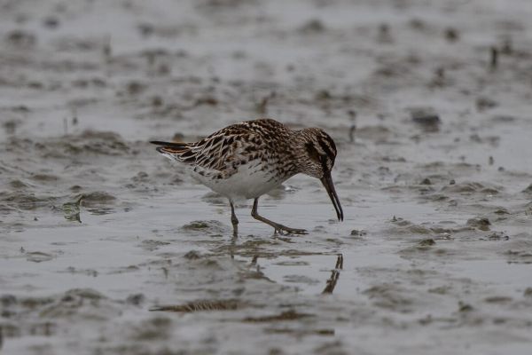 Broad-billed Sandpiper