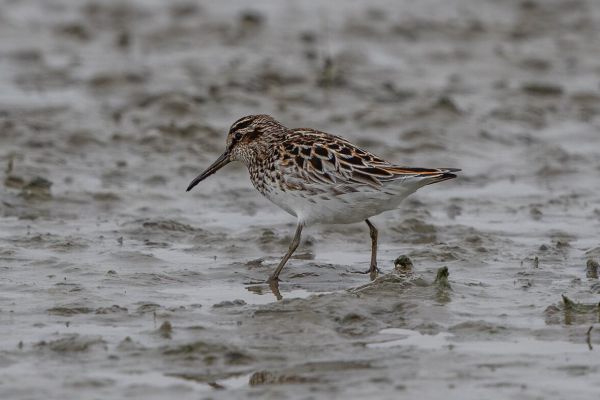 Broad-billed Sandpiper
