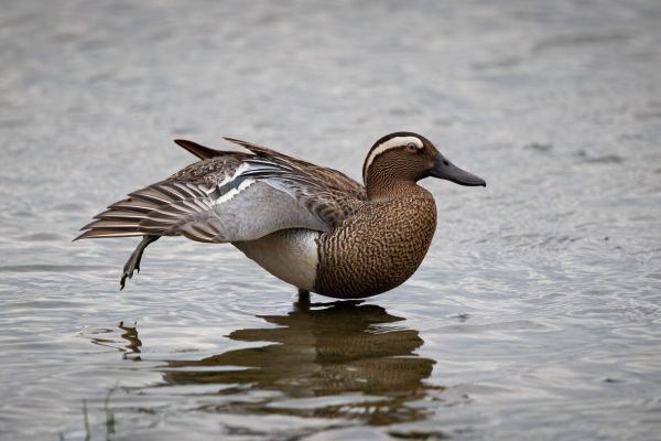 Garganey